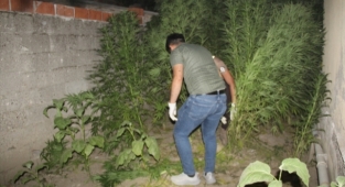 Evinin bahçesine Hint keneviri eken şüpheli yakalandı
