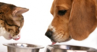 Kedi ve Köpek Mama Çeşitleri