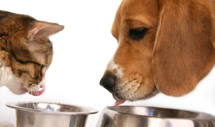 Kedi ve Köpek Mama Çeşitleri