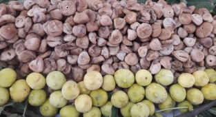 Kuru incir ihracatı 250 milyon dolara koşuyor