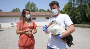 Yaralı leylek koruma altında