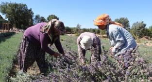 Pamukkale'deki lavanta bahçeleri ilgi çekiyor