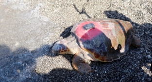 Uydu takip cihazı takılan 2 caretta caretta denize salındı