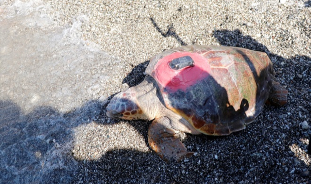 Uydu takip cihazı takılan 2 caretta caretta denize salındı