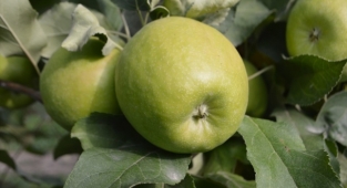 Afyonkarahisar'dan 3 kıtaya elma ihracatı