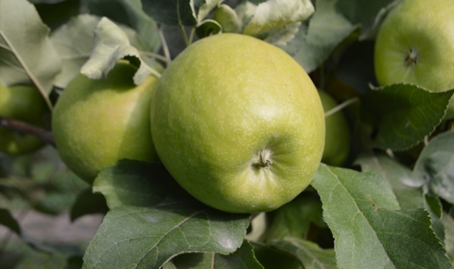 Afyonkarahisar&#039;dan 3 kıtaya elma ihracatı