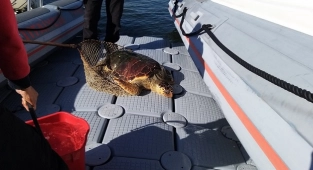 İzmir'de yaralı halde caretta caretta tedaviye alındı