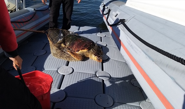 İzmir'de yaralı halde caretta caretta tedaviye alındı