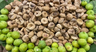 Kuru incir ihracatı 72 bin tonu aştı