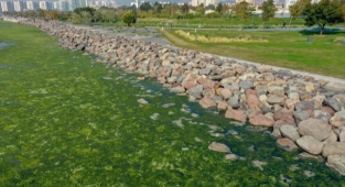 Deniz yosunu İzmir Körfezi'nde yeniden yayılıyor