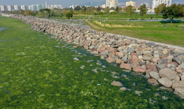 Deniz yosunu İzmir Körfezi'nde yeniden yayılıyor