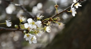 Erik ağaçları aralık ayında çiçek açtı