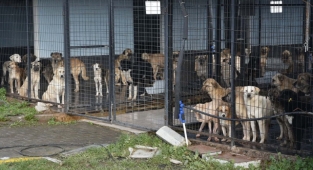 Trakya'nın en büyük bakımevi 6 bin sokak hayvanını misafir ediyor