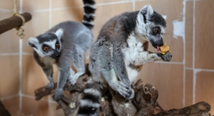 Tropik hayvanlara özel bakım