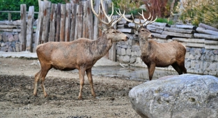 İzmir Doğal Yaşam Parkı’nın 54 sakini artık Uşaklı