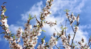 Muğla'da badem ağaçları çiçek açtı