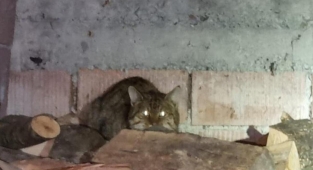 Nesli tükenmek üzere! Kümeste görüldü