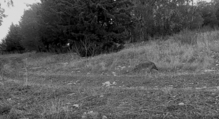 Gediz’deki yaban hayatına fotokapanlı kayıt