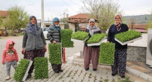 Bucalı üreticiye fide desteği
