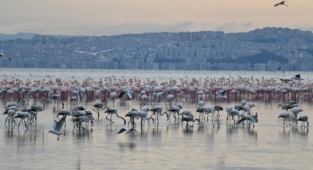Çiğli Belediyesi’nin Gediz Atağı Sürüyor