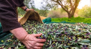 Sofralık zeytin ihracatı 100 bin tona koşuyor