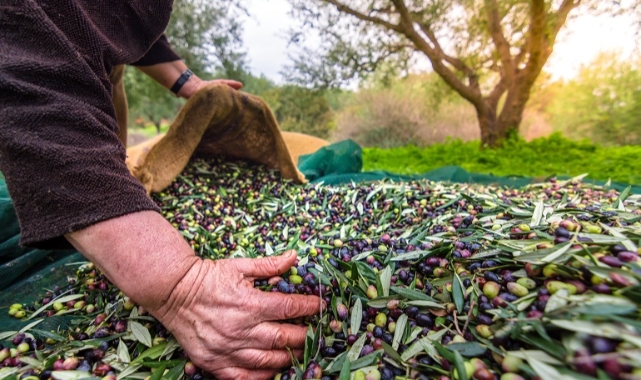 Sofralık zeytin ihracatı 100 bin tona koşuyor