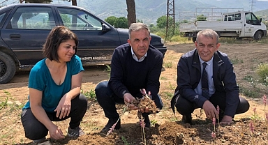 Beydağ Belediyesi Salep Hasadını Gerçekleştirdi