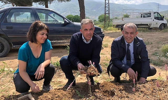 Beydağ Belediyesi Salep Hasadını Gerçekleştirdi