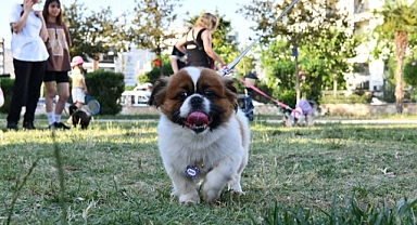 Çiğlili Hayvanseverler 5. Kez Pati Dostları Festivalinde Buluştu