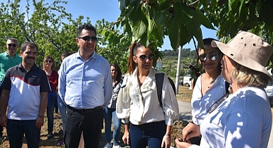 Üniversite öğrencileri aşevleri için bahçede kalan kirazları topladı