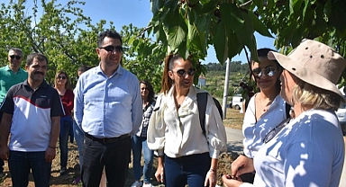 Üniversite öğrencileri aşevleri için bahçede kalan kirazları topladı