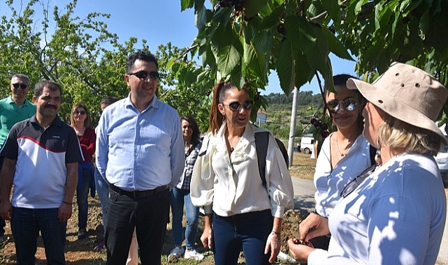 Üniversite öğrencileri aşevleri için bahçede kalan kirazları topladı