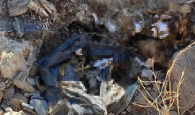 Bayındır'da köpek katliamı