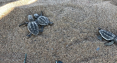 Caretta caretta yavruları mavi sularla buluşmaya başladı