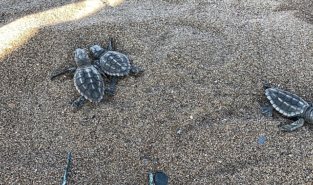 Caretta caretta yavruları mavi sularla buluşmaya başladı