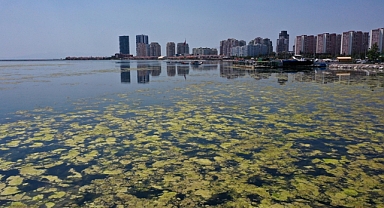 İzmir'de Bostanlı sahilinde yosun tabakası oluştu