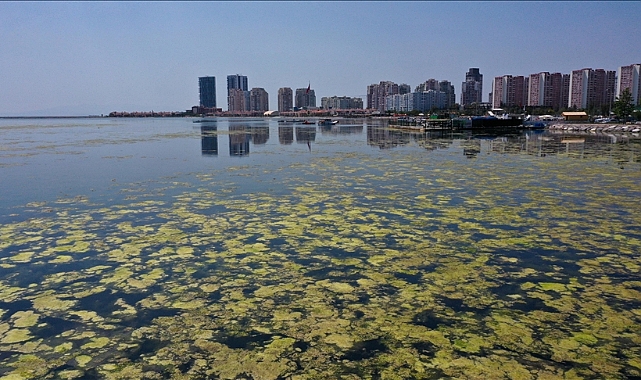 İzmir'de Bostanlı sahilinde yosun tabakası oluştu