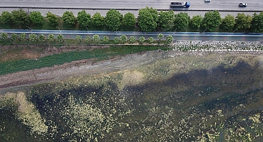 İzmit Körfezi yosunlarla kaplandı