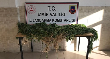 Kiraz'da 214 kök Hint keneviri ele geçirildi
