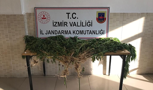 Kiraz'da 214 kök Hint keneviri ele geçirildi