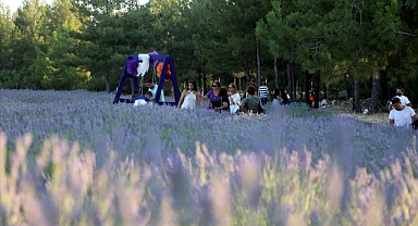 Muğla'nın "mor tarlaları" ziyaretçilerini ağırlıyor