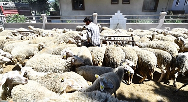 Sürüler büyüyor umutlar artıyor