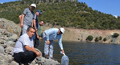 Demirci'deki sulama barajlarına 34 bin yavru sazan bırakıldı