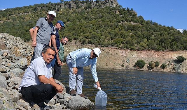 Demirci'deki sulama barajlarına 34 bin yavru sazan bırakıldı