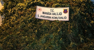 Ormanlık alanda kenevir yetiştiren 2 kişi yakalandı