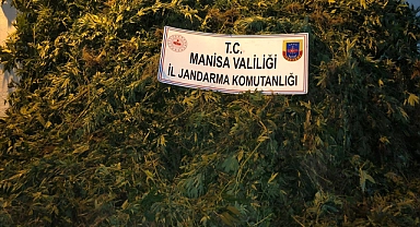 Ormanlık alanda kenevir yetiştiren 2 kişi yakalandı
