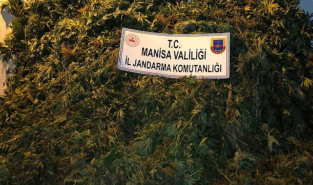 Ormanlık alanda kenevir yetiştiren 2 kişi yakalandı