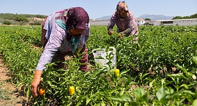 Sebze fideleri tarla oldu Bucalı üreticinin yüzü güldü