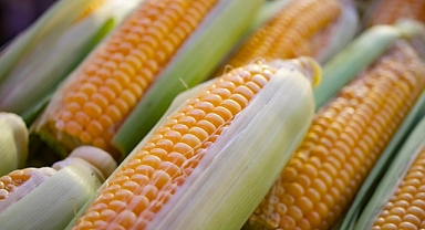 TMO mısır alımlarına ilişkin detayları belirledi