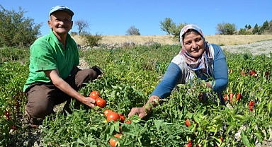 Ata Tohumu Domateslerin Tanesi 1 Kilodan Fazla Geliyor